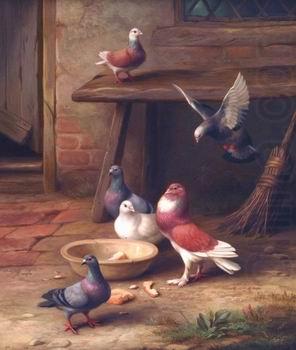 unknow artist Pigeons 064 china oil painting image